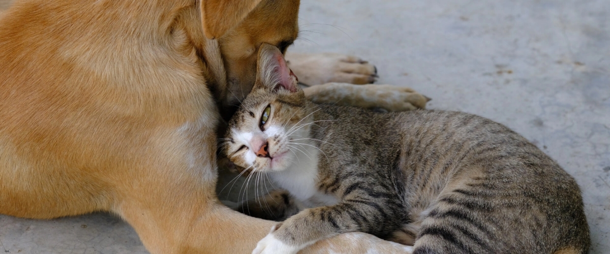dog and cat resting