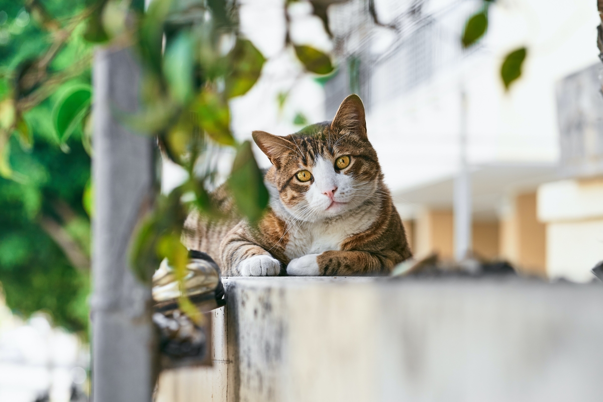 Cat sitting outside