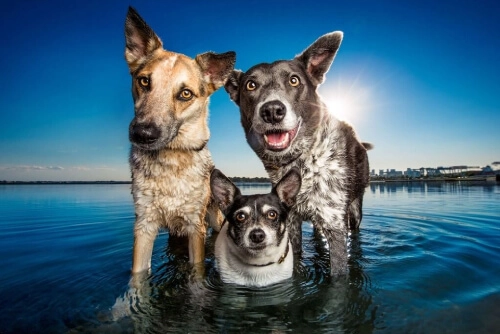 Dogs in water 