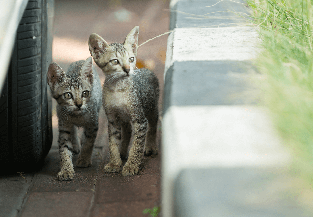 two stray kittens by the car wheel