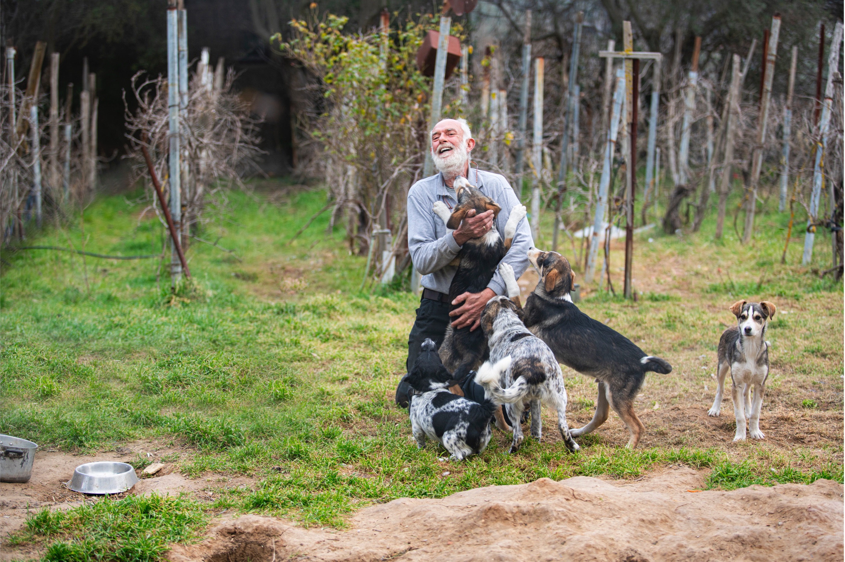 a person playing with dogs outdoors