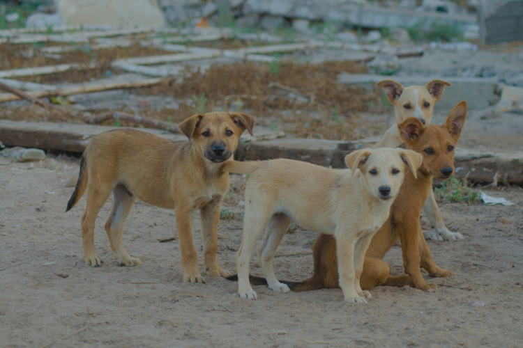 four stray dogs looking at the camera