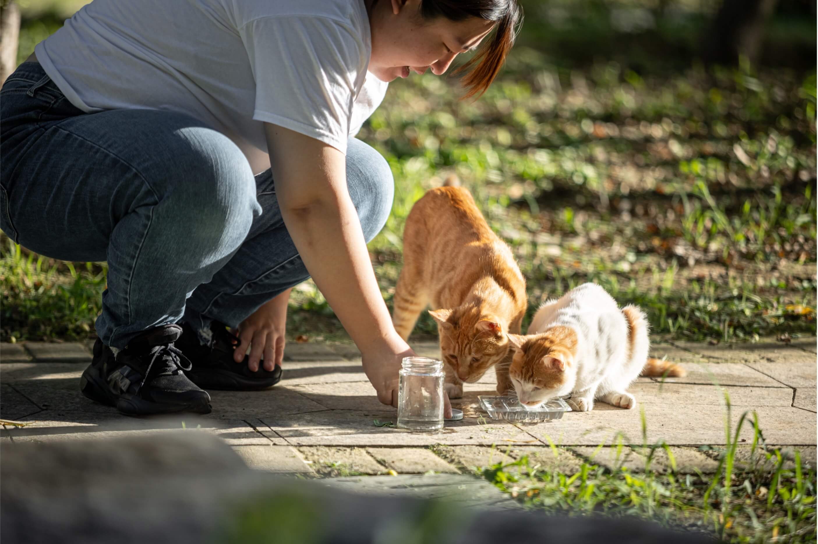 woman feeding stray cats