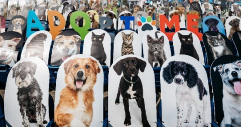 Pet Adoption