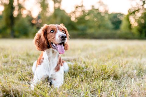 Dog in field