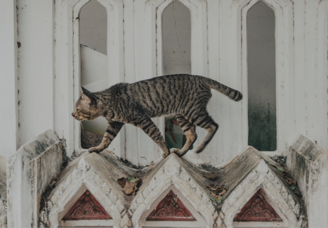 Homeless cat outside