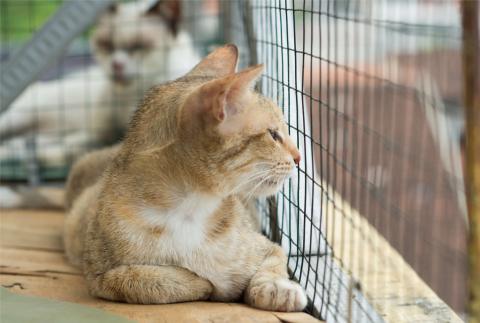 shelter cat in a cage