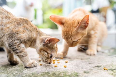 street cats eating