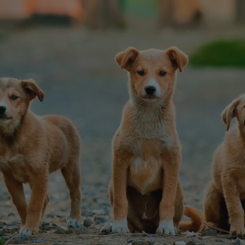 Dogs