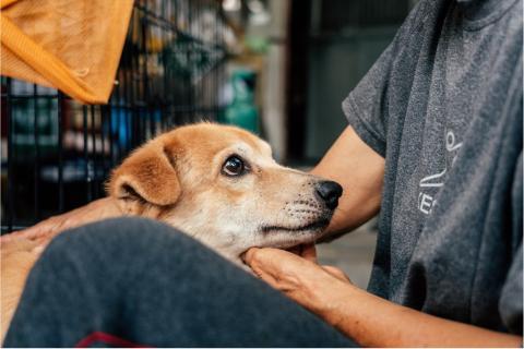shelter dog looking at the volunteer