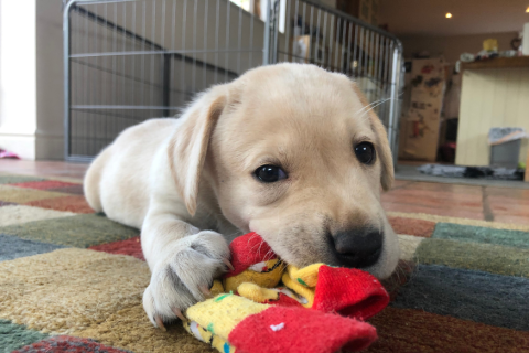 Labrador puppy lying down, looking at the camera