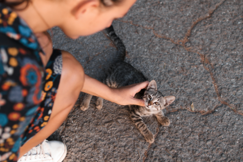 woman petting a stray cat