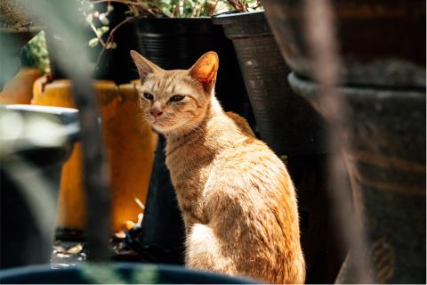 an orange cat in the garden