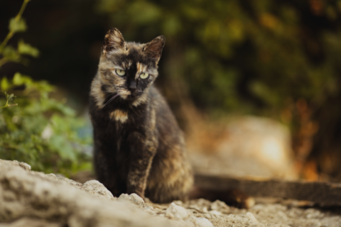 a cat sitting on rocks