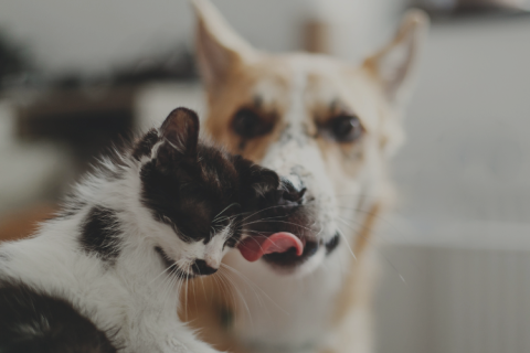 a dog licking a cat in the head