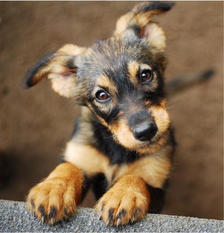 a dog looking up at the camera