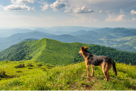 a dog standing on a hill