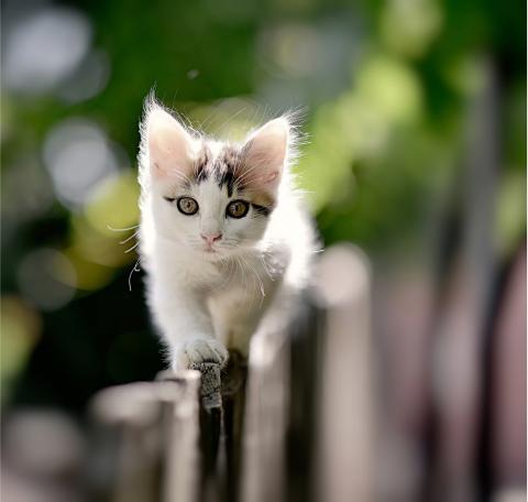 Kitten Walking on a fence