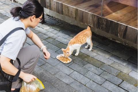 a person feeding a stray cat