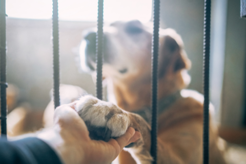 a person holding a dog's paw