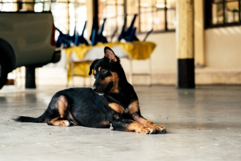 black shelter dog sitting down