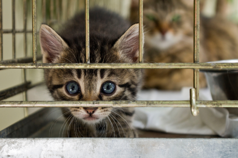 grey cat in a shelter looking at the camera
