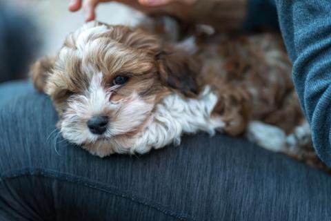 puppy sitting on a persons lap