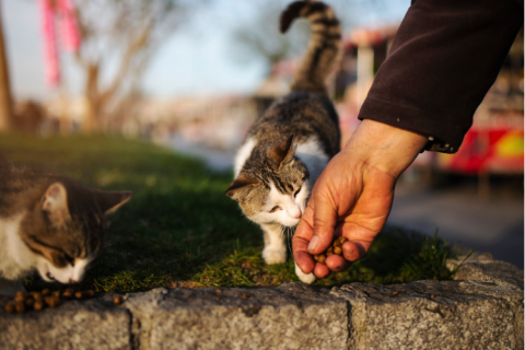 person feeding stray cats