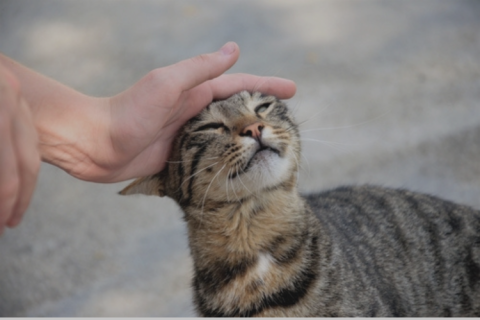 a person petting a cat on the head