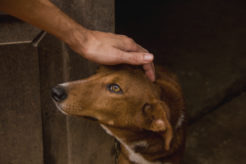 a person petting a dog's head