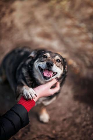 senior dog smiling for the camera