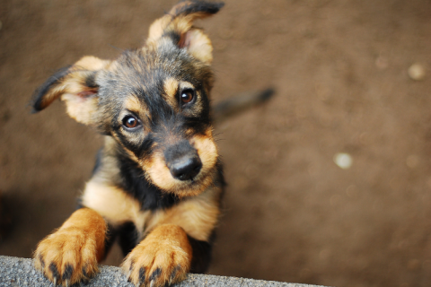 shelter puppy looking at the camera