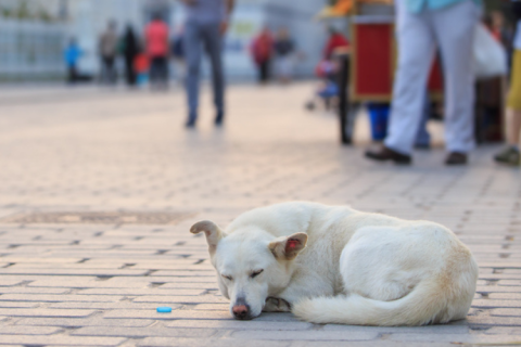 stray dog sleeping on the street