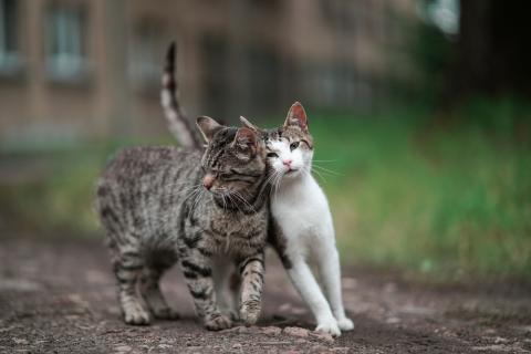 two cats walking on a dirt path