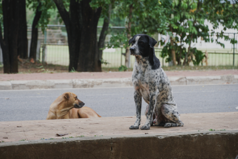 two stray dogs resting on the pavement
