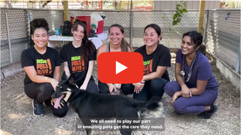 Mars releasing the largest study into pet homelessness