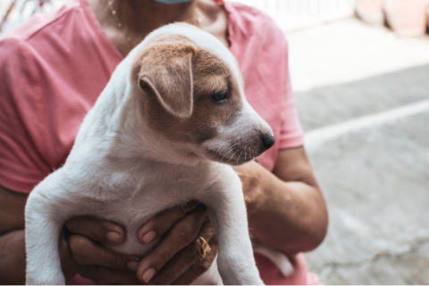 a woman carrying a small white dog