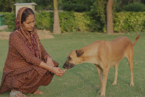 woman feeding a brown stray dog