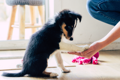 Dog Puppy Training