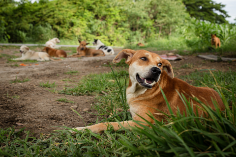 Stray-Community-Dogs