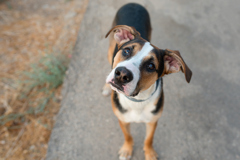 mixed breed dog looking at the camera