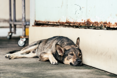 stray-dog-lying-down