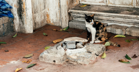 Cat 