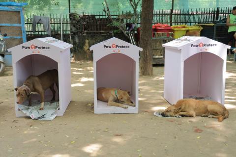 Dogs in Shelters