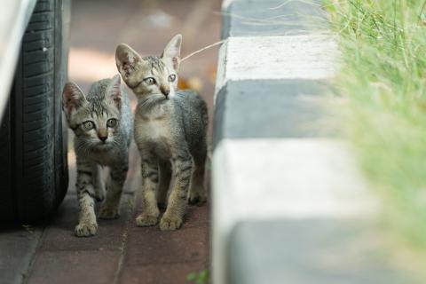 Homeless cats