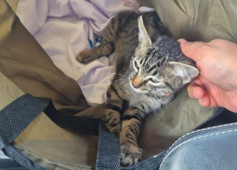 Feliciano the cat